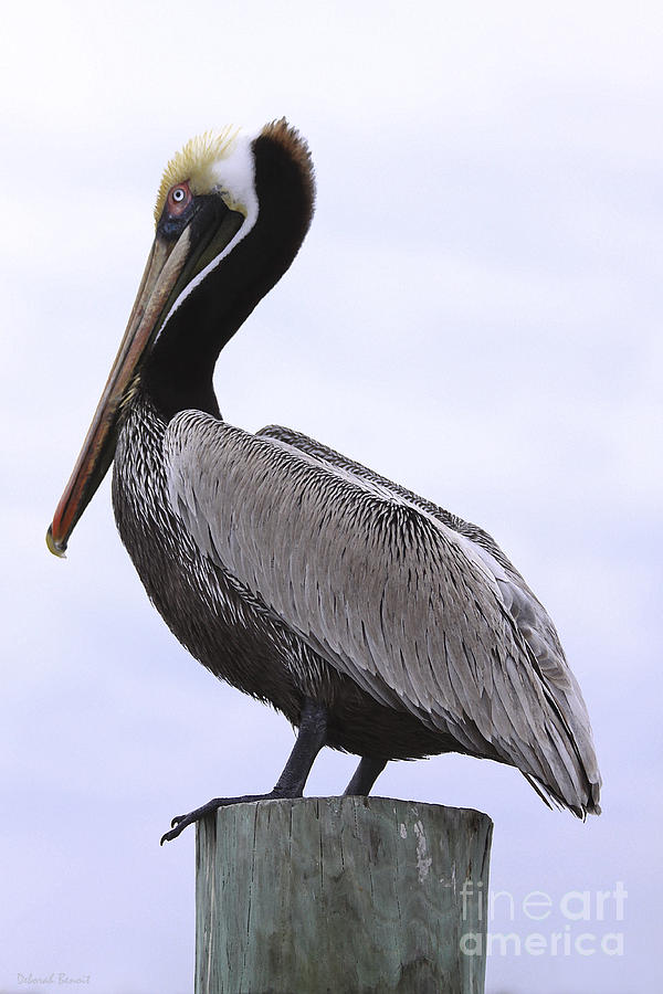 Pelican Photograph - Pier Pelican Ponce Inlet by Deborah Benoit