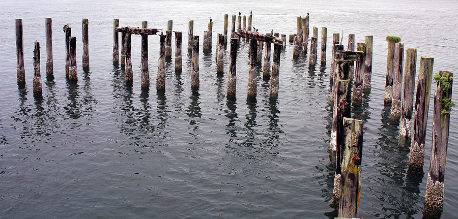 Pier Posts And Nests Photograph by Kami McKeon