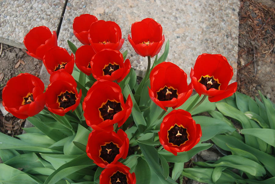 Piercing Tulip Unity Photograph