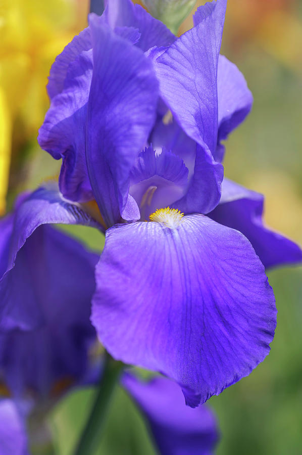 Pierre Menard CloseUp. The Beauty of Irises Photograph by Jenny Rainbow