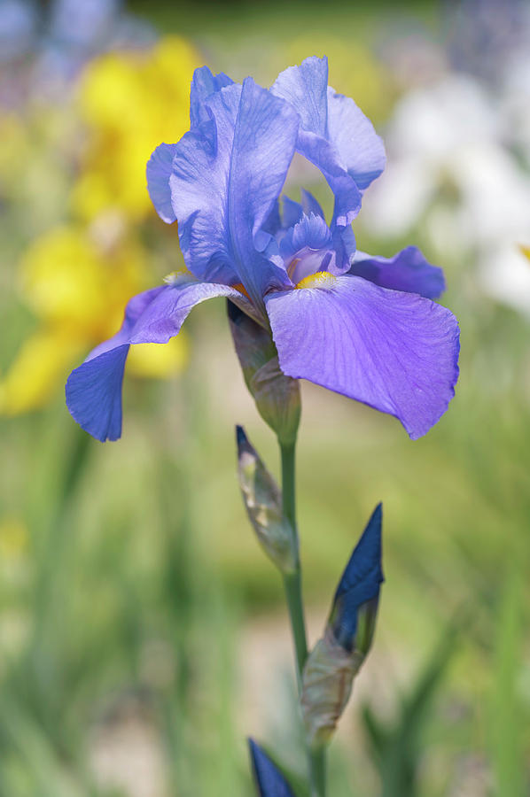 Pierre Menard Iris. The Beauty of Irises Photograph by Jenny Rainbow