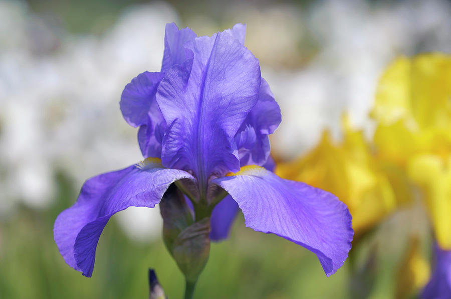 Pierre Menard. The Beauty of Irises Photograph by Jenny Rainbow