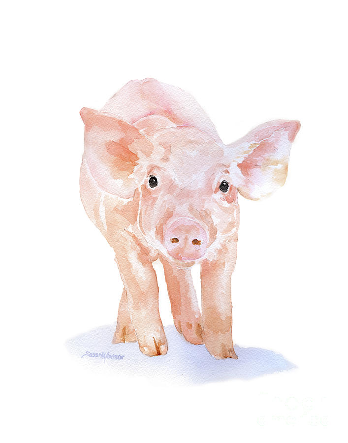 Pig 1 Watercolor Painting by Susan Windsor | Fine Art America