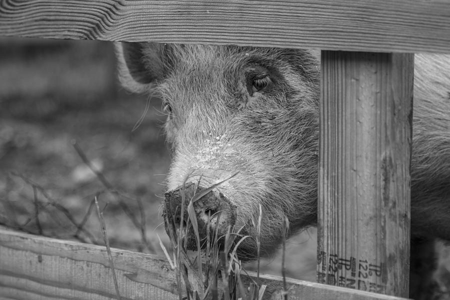 Pig at Farm Photograph by John McGraw