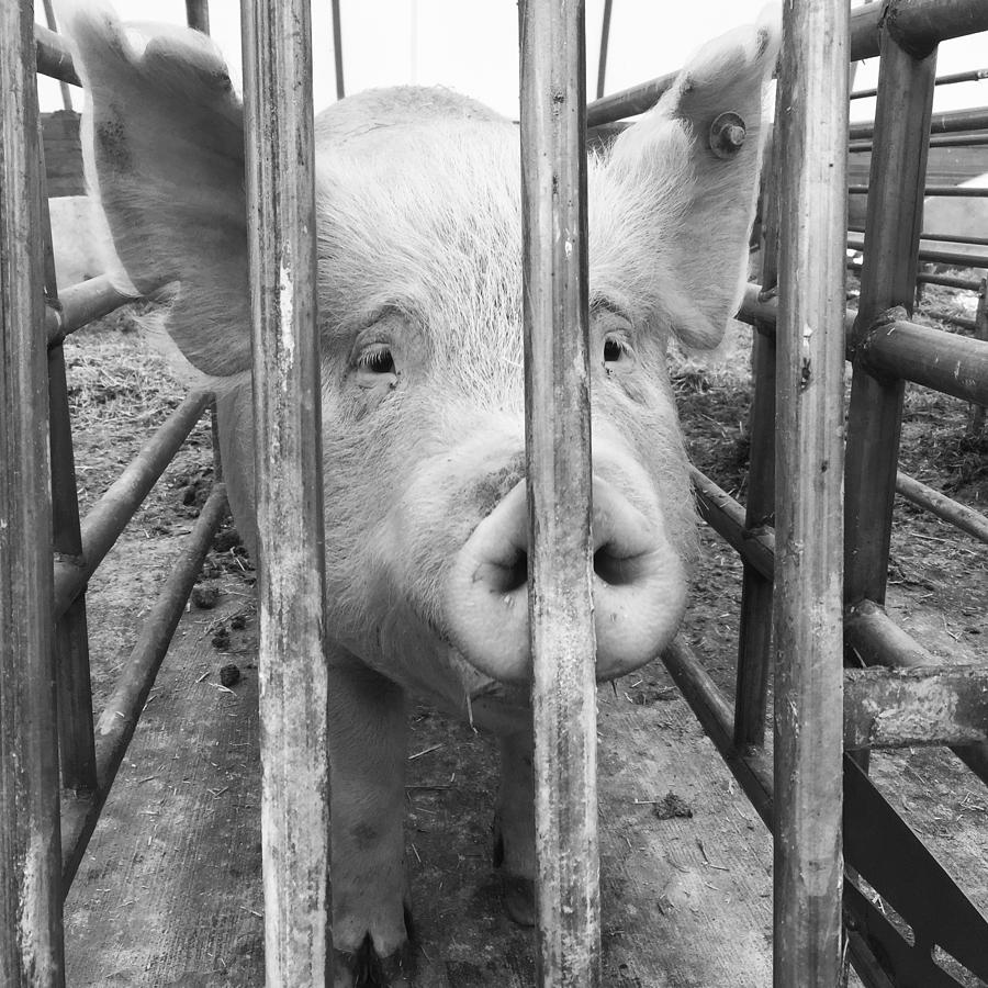Pig Behind Bars Photograph by Molly Brown - Pixels