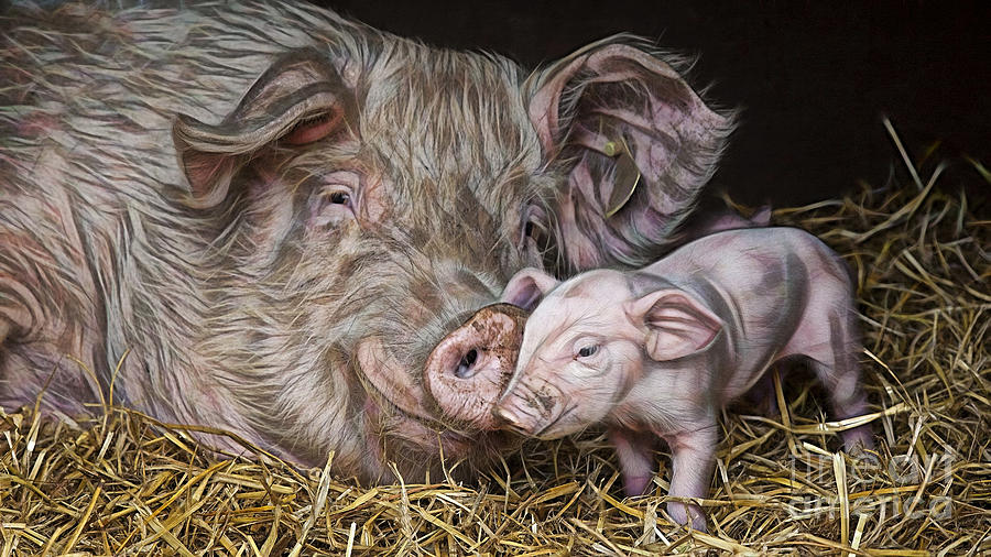 Pig Collection Mixed Media by Marvin Blaine
