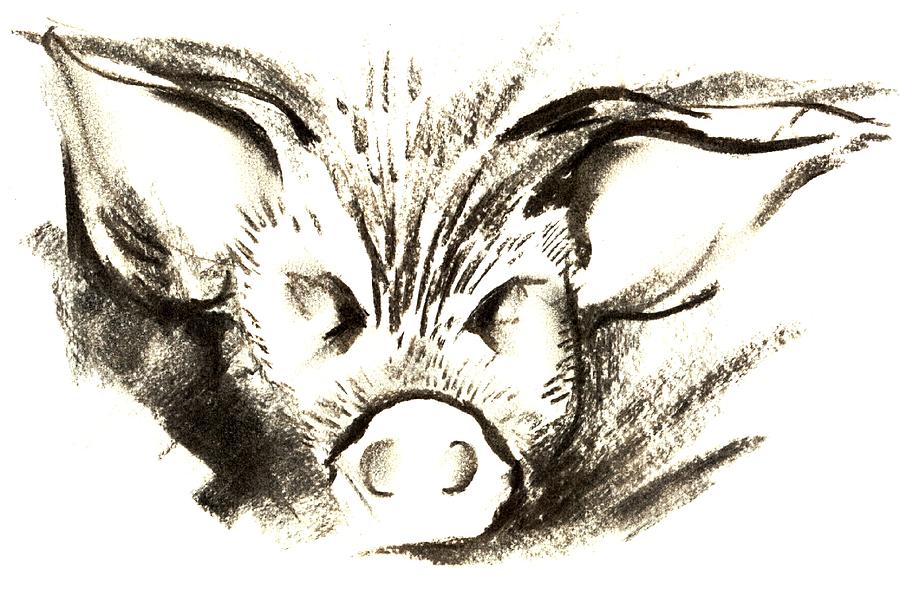 pig-headed-drawing-by-mark-cawood