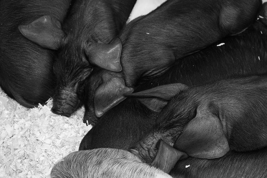 Pig Photograph - Pig Pile by Cathy Mahnke Pig Photograph - Pig Pile by Cathy Mahnke