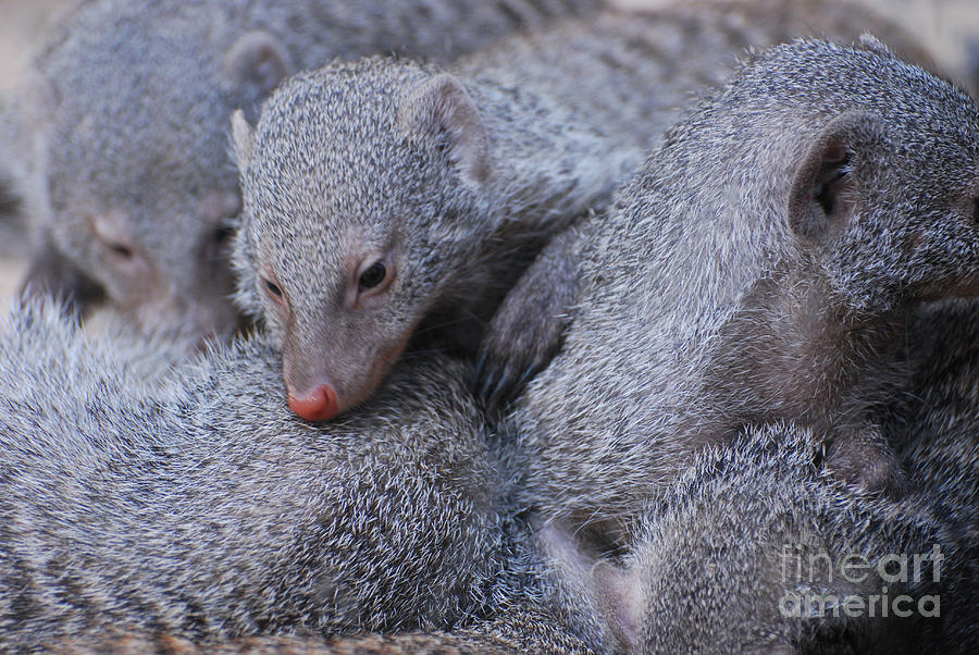Pig Pile of Sleepy Dwarf Mongooses Photograph by DejaVu Designs