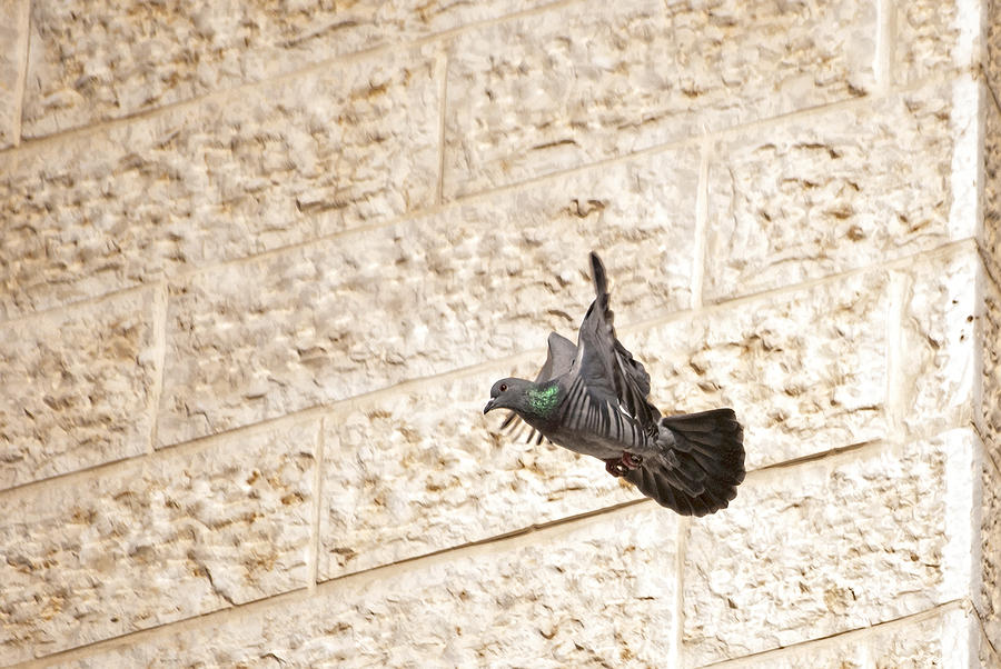 Pigeon Photograph - Pigeon 2 by Isam Awad