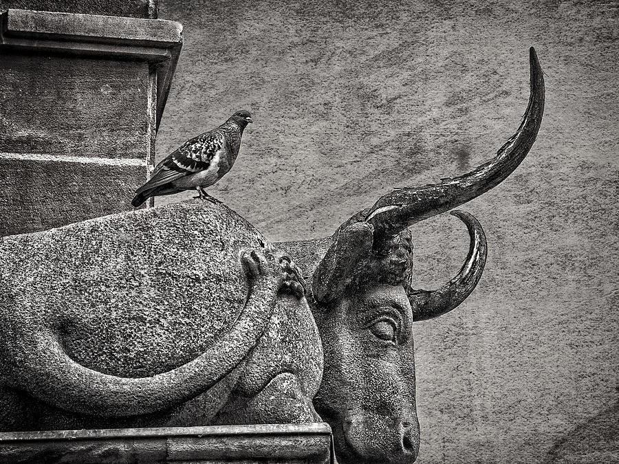 Pigeon and Sleeping Stone Bull Photograph by Phil Cardamone