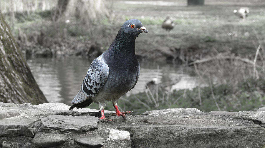 Pigeon Photograph - Pigeon by Andre Brands