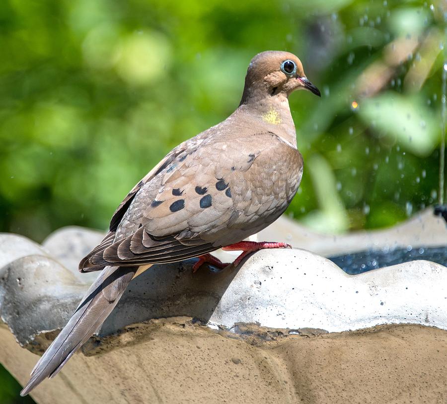 Pigeon at Bird Bath by Chris White Photograph by C H Apperson