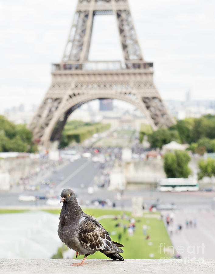 Pigeon at the Eiffel Tower Photograph by Ivy Ho