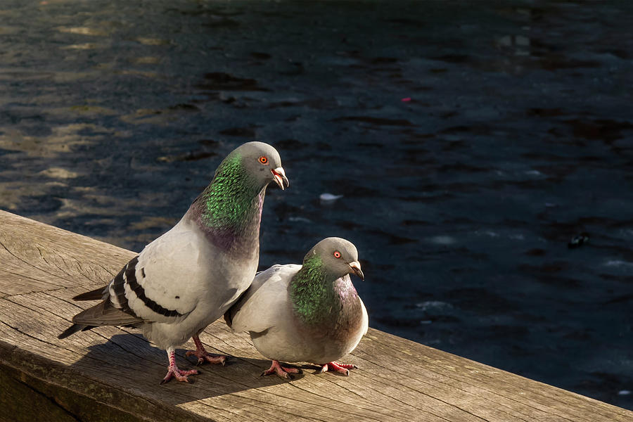 Pigeon Conversation Photograph by Inge Riis McDonald
