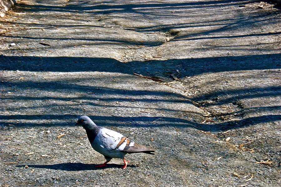 Pigeon Crossing Path Photograph by Felix Zapata