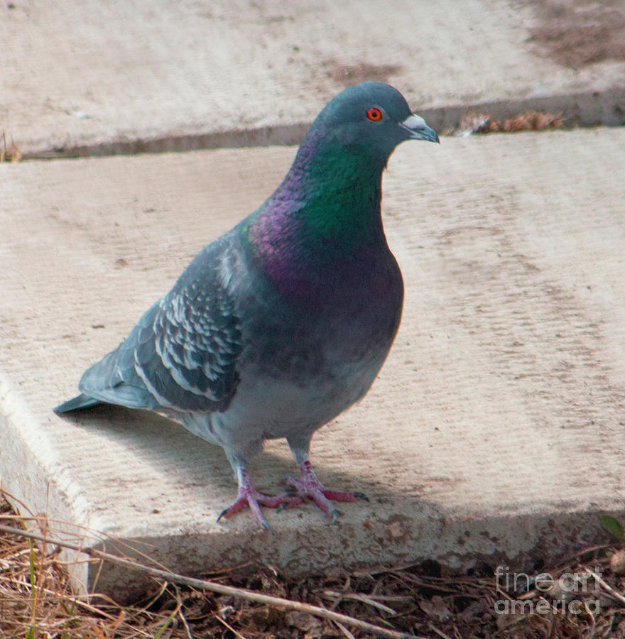 Pigeon Photograph by Donna L Munro