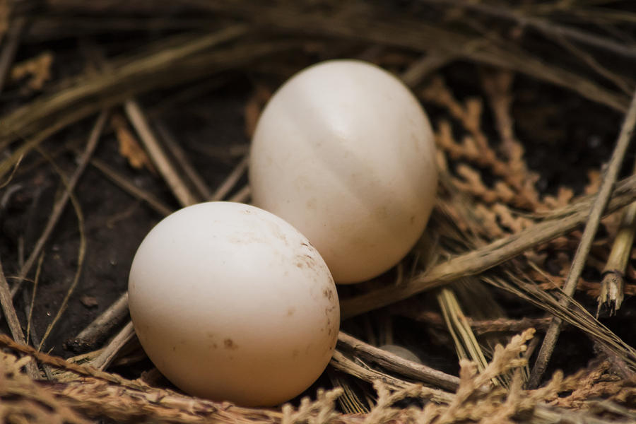 Pigeon Eggs Photograph by Ramabhadran Thirupattur