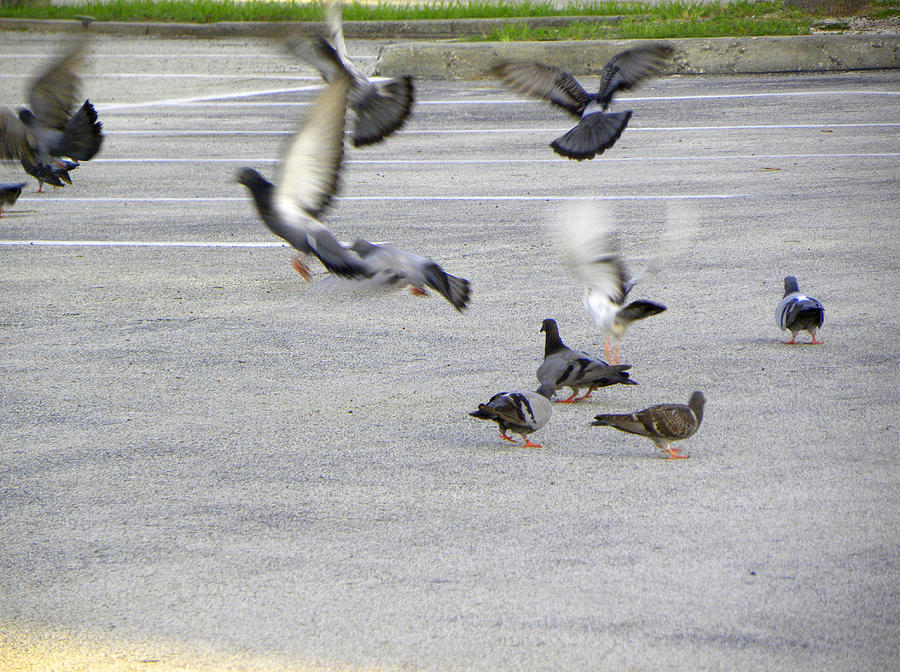 Pigeon Flight Photograph by Christopher Mercer