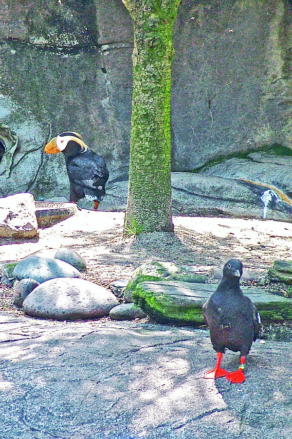 Pigeon Guillemot and Tufted Puffin in Oregon Coast Aquarium in Newport, Oregon Photograph by Ruth Hager