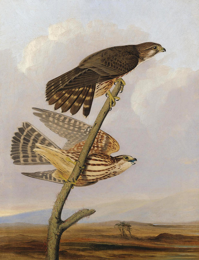 Pigeon Hawk. Falco Columbarius Painting by Joseph Bartholomew Kidd