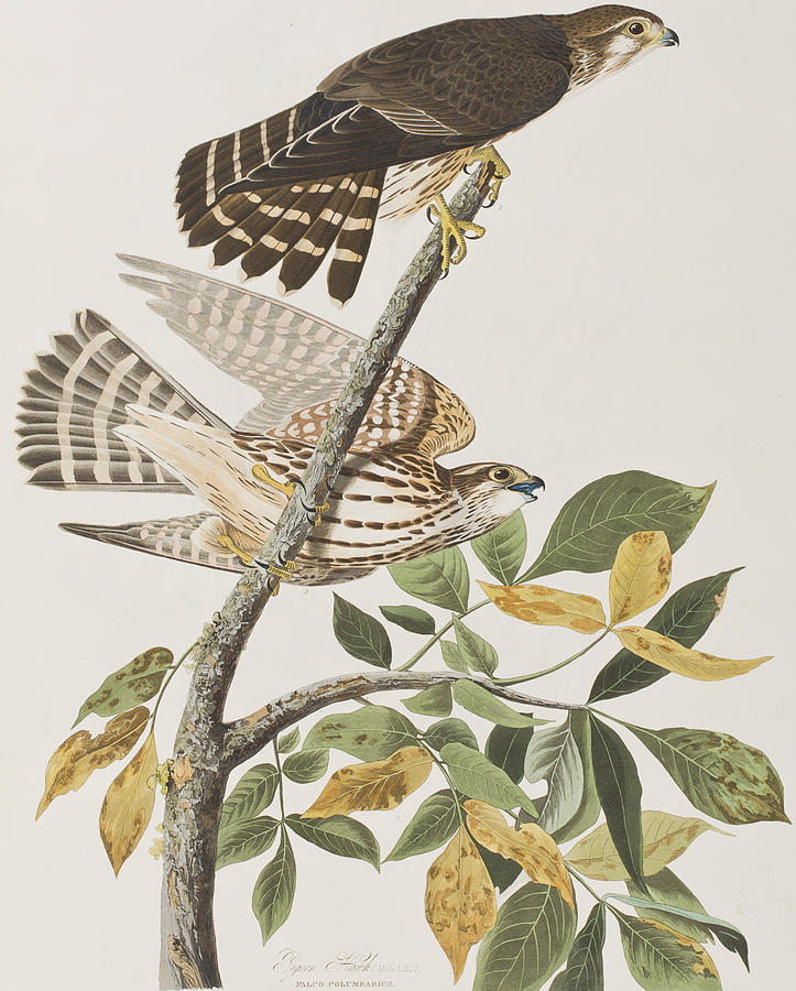 John James Audubon Painting - Pigeon Hawk by John James Audubon