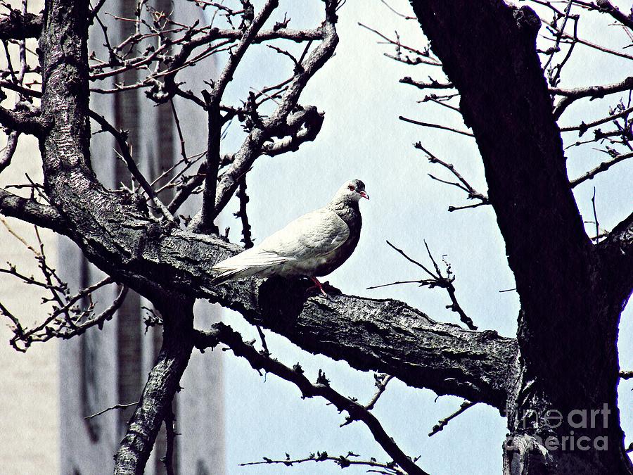 Pigeon in a Tree Photograph by Sarah Loft