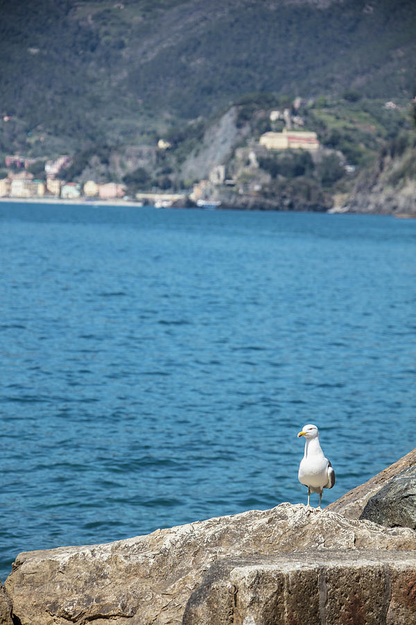 Pigeon in Cinque Terre Italy Photograph by John McGraw