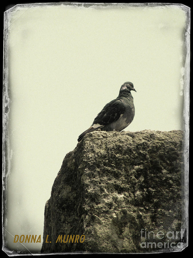 Pigeon in Israel Photograph by Donna L Munro