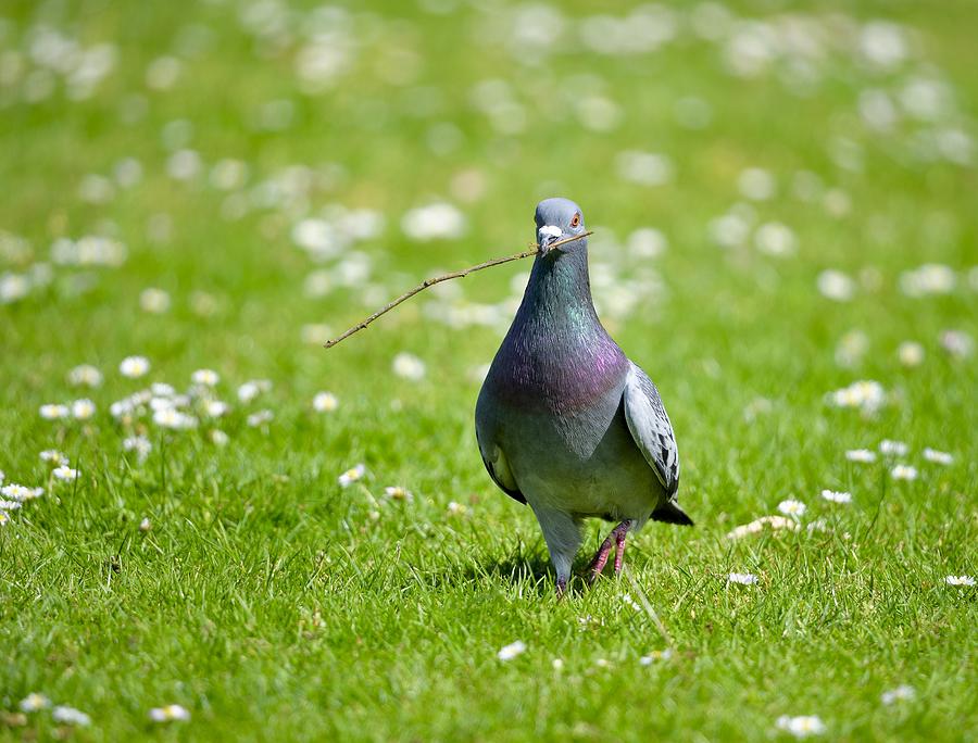 Pigeon in Spring Photograph by Kathy King