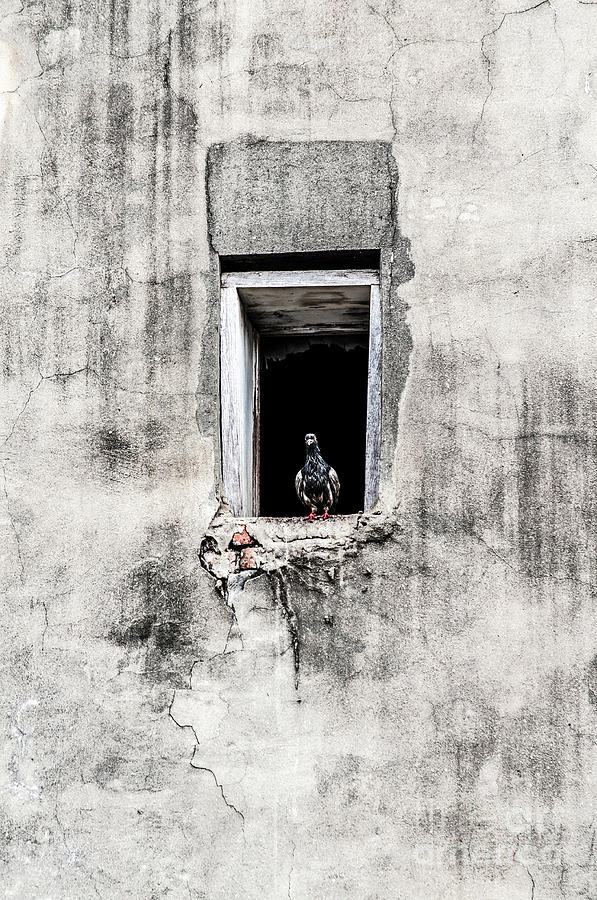 Pigeon In the Window Photograph by Frances Ann Hattier