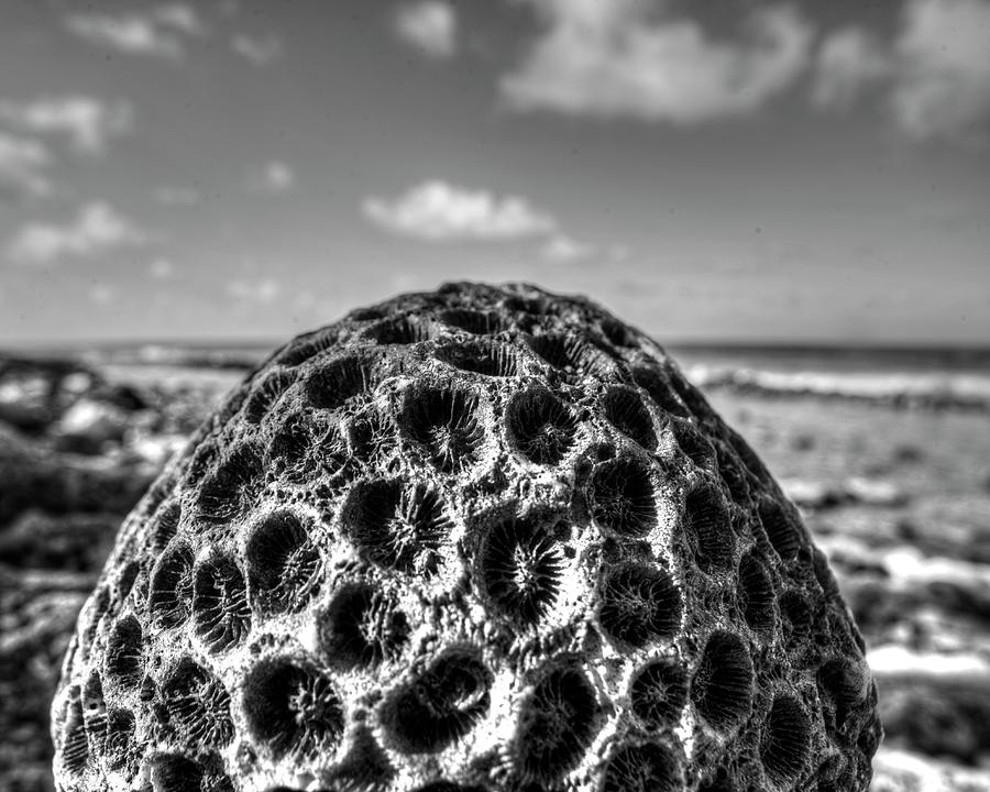 Pigeon Island Egg Shaped Coral Saint Lucia St Lucia Black and White Photograph by Toby McGuire