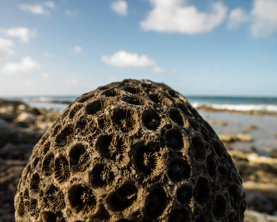 Pigeon Island Egg Shaped Coral Saint Lucia St Lucia Photograph by Toby McGuire