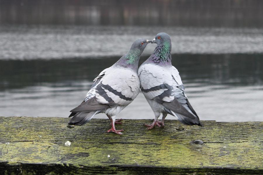 Pigeon Kiss Photograph by Claudia Stewart Pigeon Kiss Photograph by Claudia Stewart