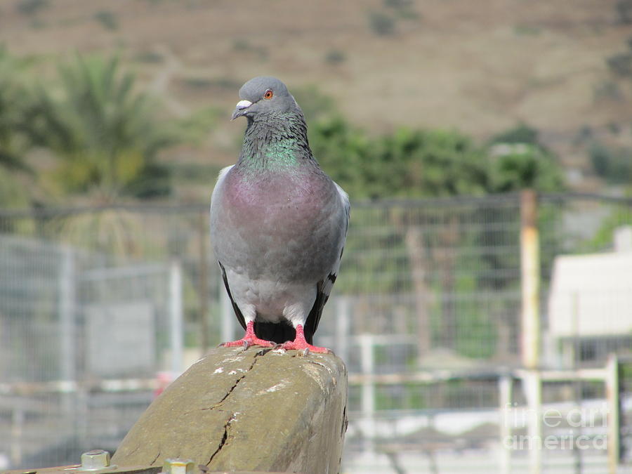 Pigeon on Galilee Boat #2 Photograph by Donna L Munro