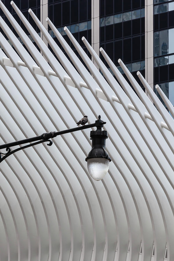 Pigeon on Lamppost Near Oculus Center NYC Photograph by Robert Ullmann