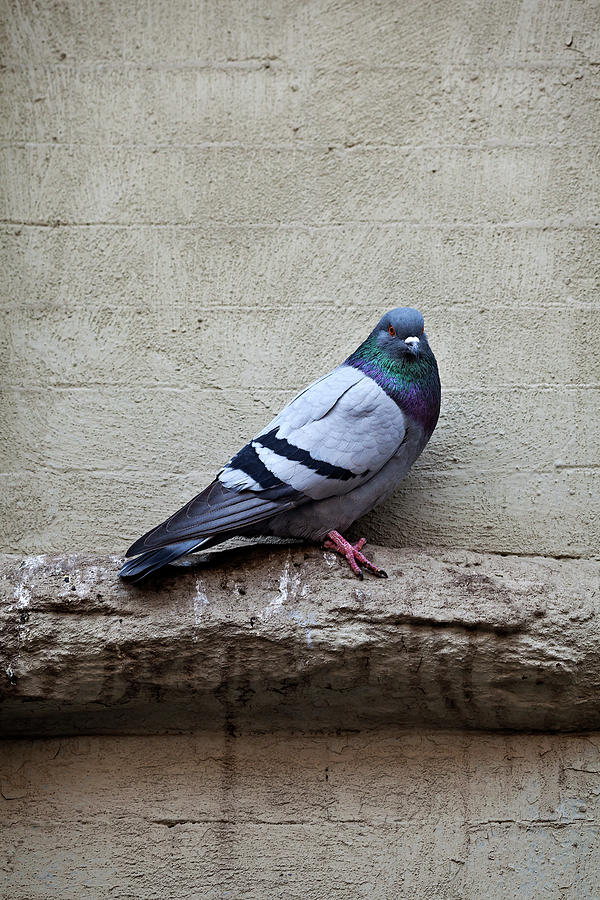 Pigeon on Wall Photograph by Robert Ullmann