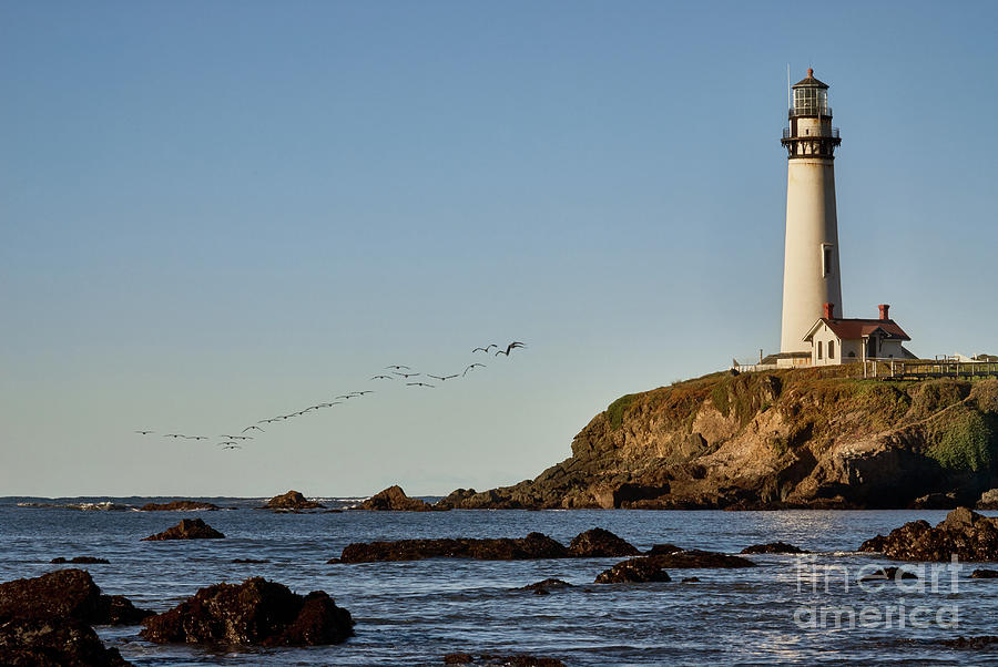 Pigeon Point Light House with Pelican Flight Photograph by Dean Birinyi
