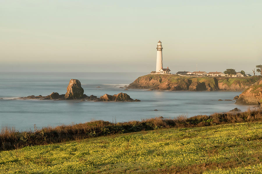 Pigeon Point Mustard Field by Wes Jimerson Pigeon Point Mustard Field by Wes Jimerson