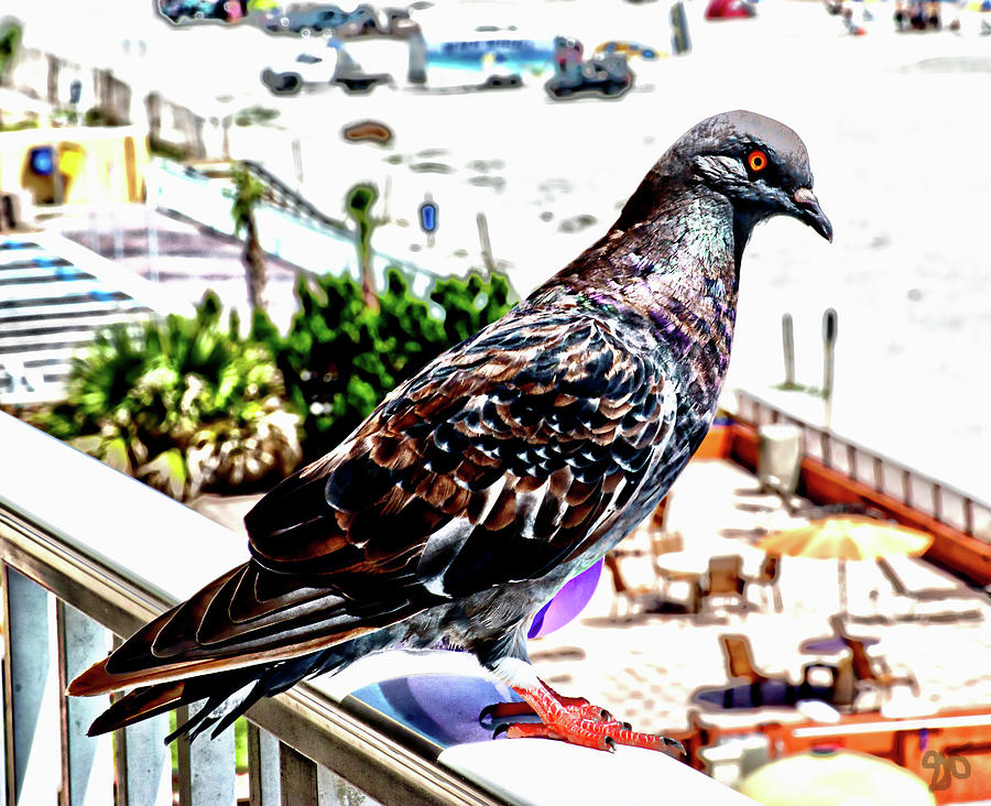 Pigeon Power Photograph by Gina OBrien