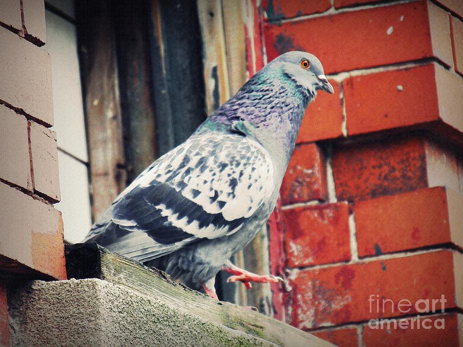 Bird Photograph - Pigeon by Sarah Loft