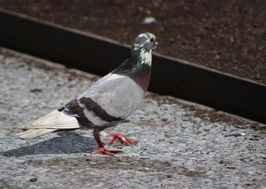 Pigeon Strutting in Chicago Photograph by Colleen Cornelius