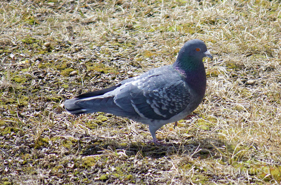 Pigeon Walking Photograph by Donna L Munro