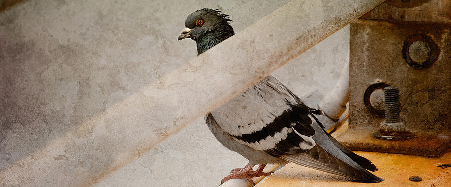 Pigeon Photograph by WB Johnston