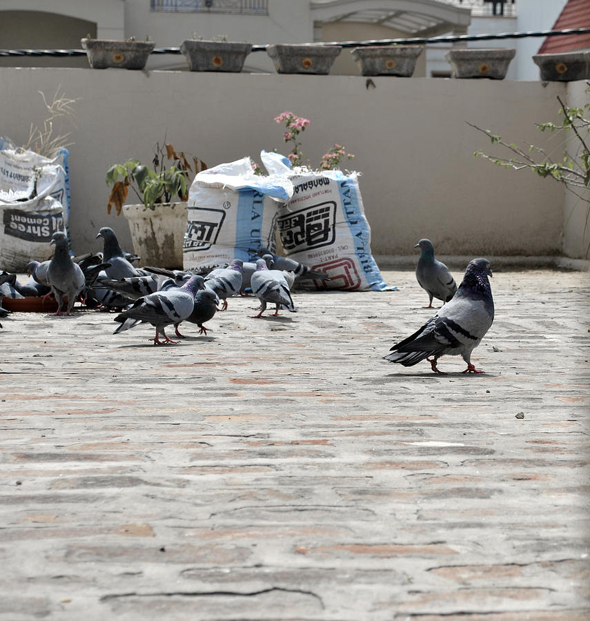 Pigeons 1 Photograph by Sumit Mehndiratta