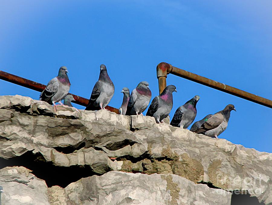 Pigeons all in a row Photograph by Rose Santuci-Sofranko