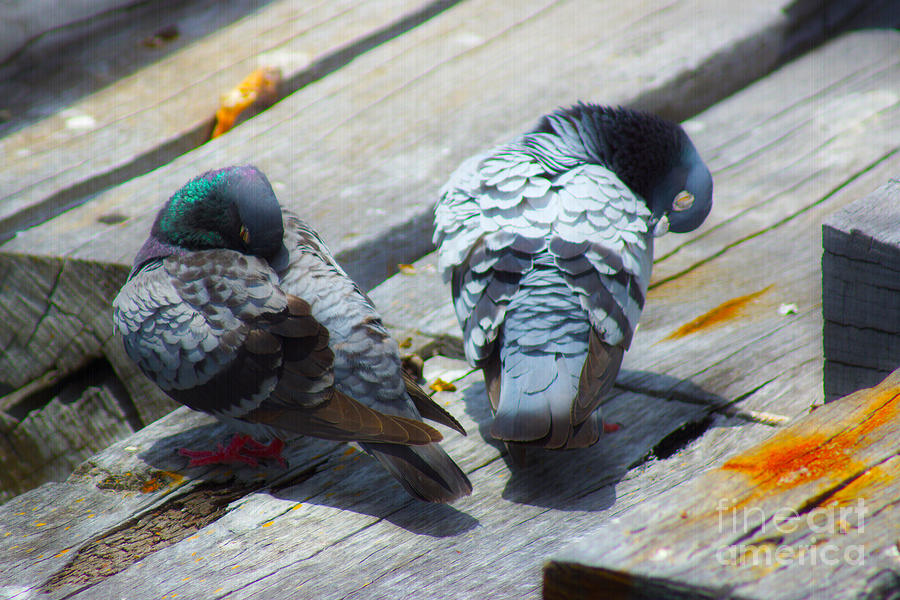 Pigeons Photograph by Cassandra Buckley