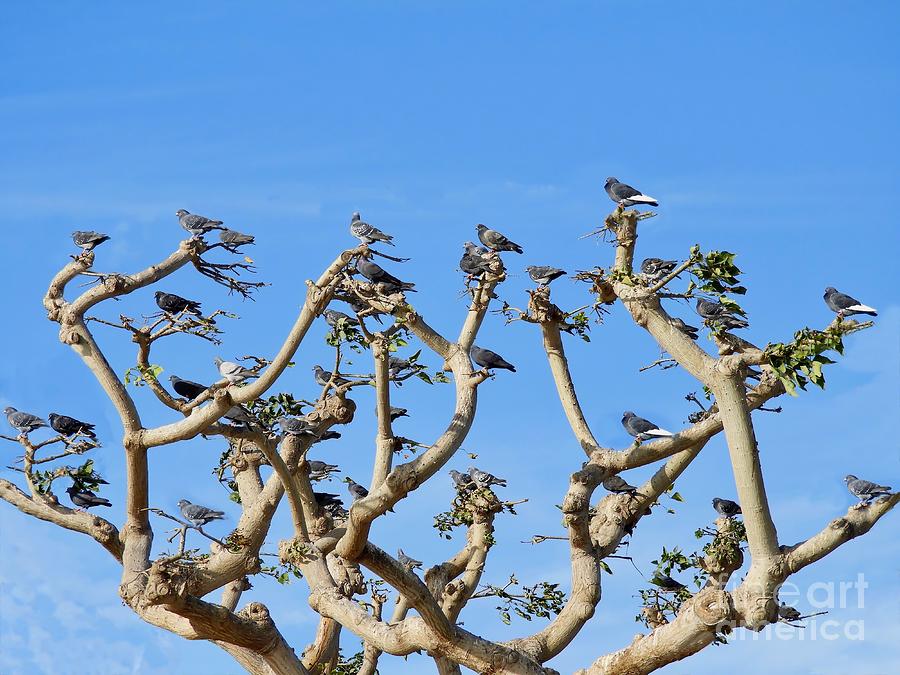 Pigeons in a Coral Tree Photograph by Beth Myer Photography