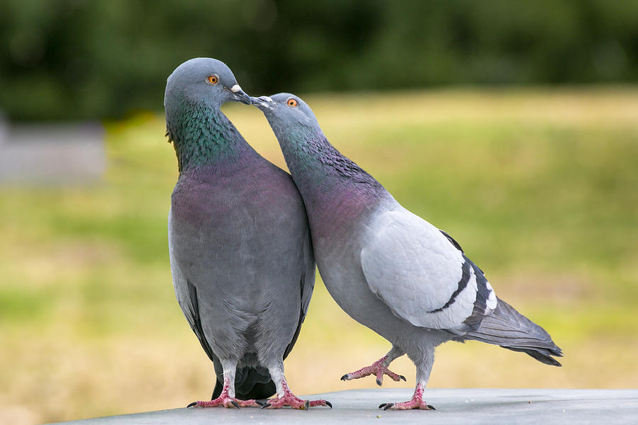 Pigeons in the Park Photograph by Mike Mcquade