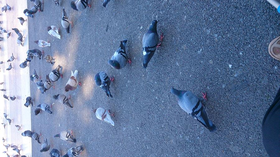 Pigeons  Photograph by Moshe Harboun